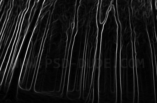 Spooky forrest trees contour made with Photoshop