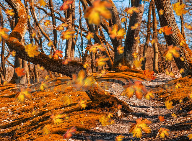 autumn falling leaves photoshop