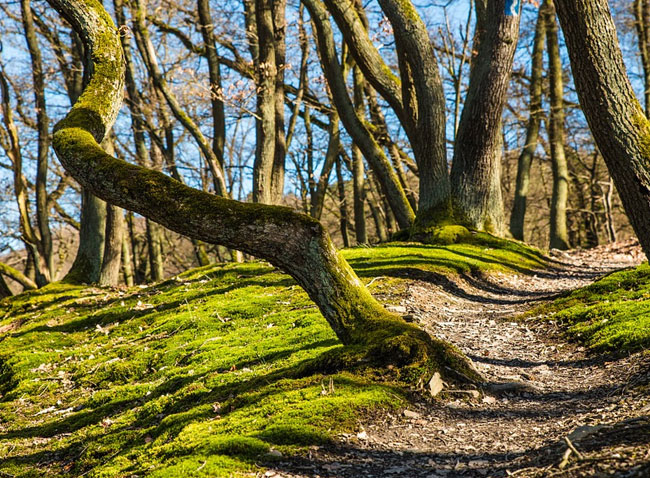 spring forest landscape