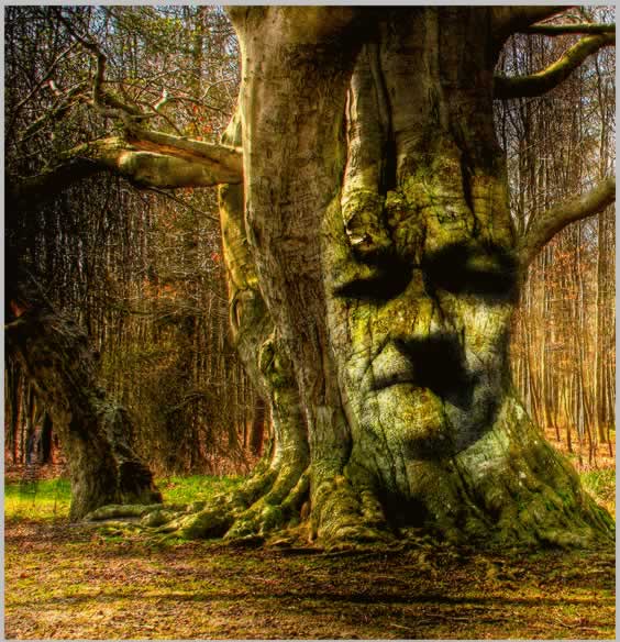 Tree Face Photoshop Tutorial